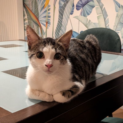 photo-chat-chutki