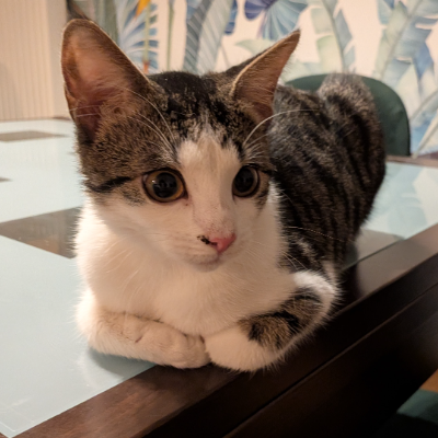 photo-chat-chutki