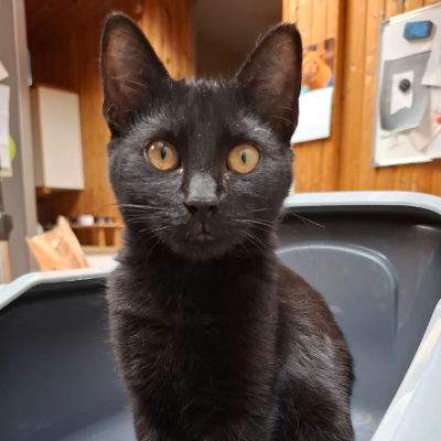 photo-chat-câline